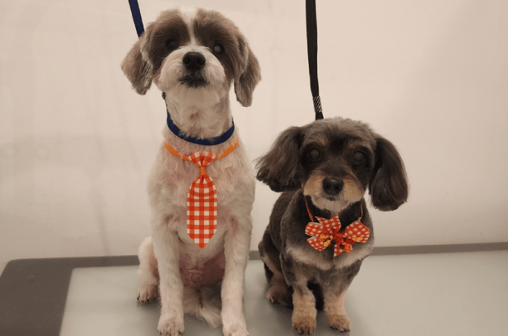 Royal Paws Co